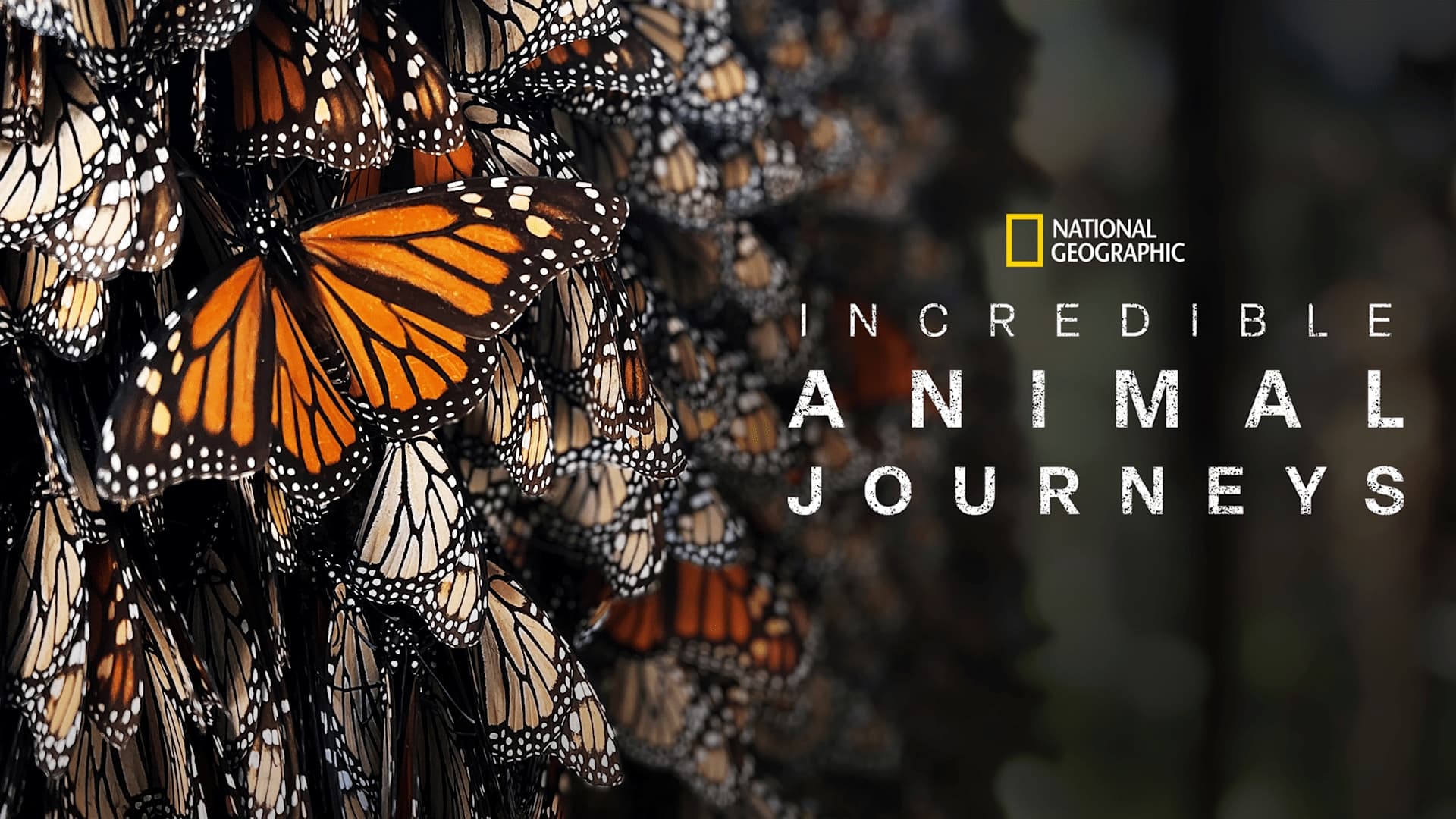 |FR| Incredible Animal Journeys 2023 HD MULTI 0